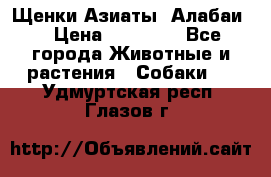 Щенки Азиаты (Алабаи) › Цена ­ 20 000 - Все города Животные и растения » Собаки   . Удмуртская респ.,Глазов г.